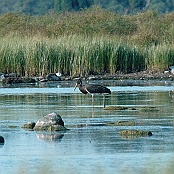 Black Stork  "Ciconia Nigra"